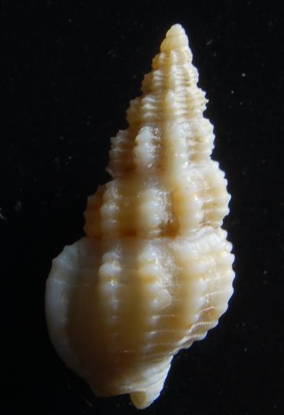 Nassarius vaucheri ??